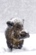 Wildschwein im Schnee (Sus scrofa) / Wild boar with snow (Sus scrofa) 